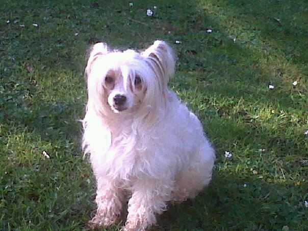 Oriental jokes Cendrillon