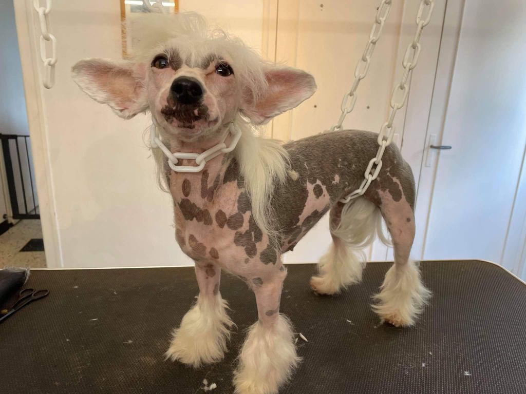 Little Dog Of Dream Rebelle